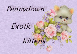 Exotic kittens
